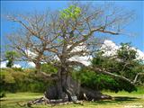 La Ceiba de Vieques - VIEQUES